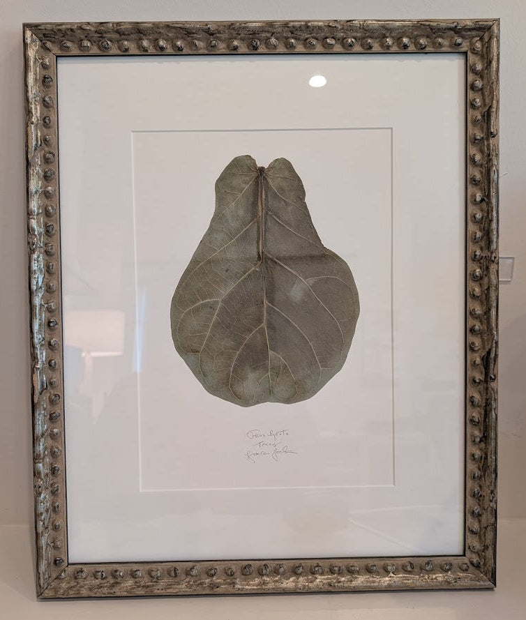 Ficus Lyrata