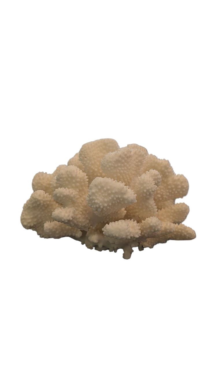 Cauliflower Coral