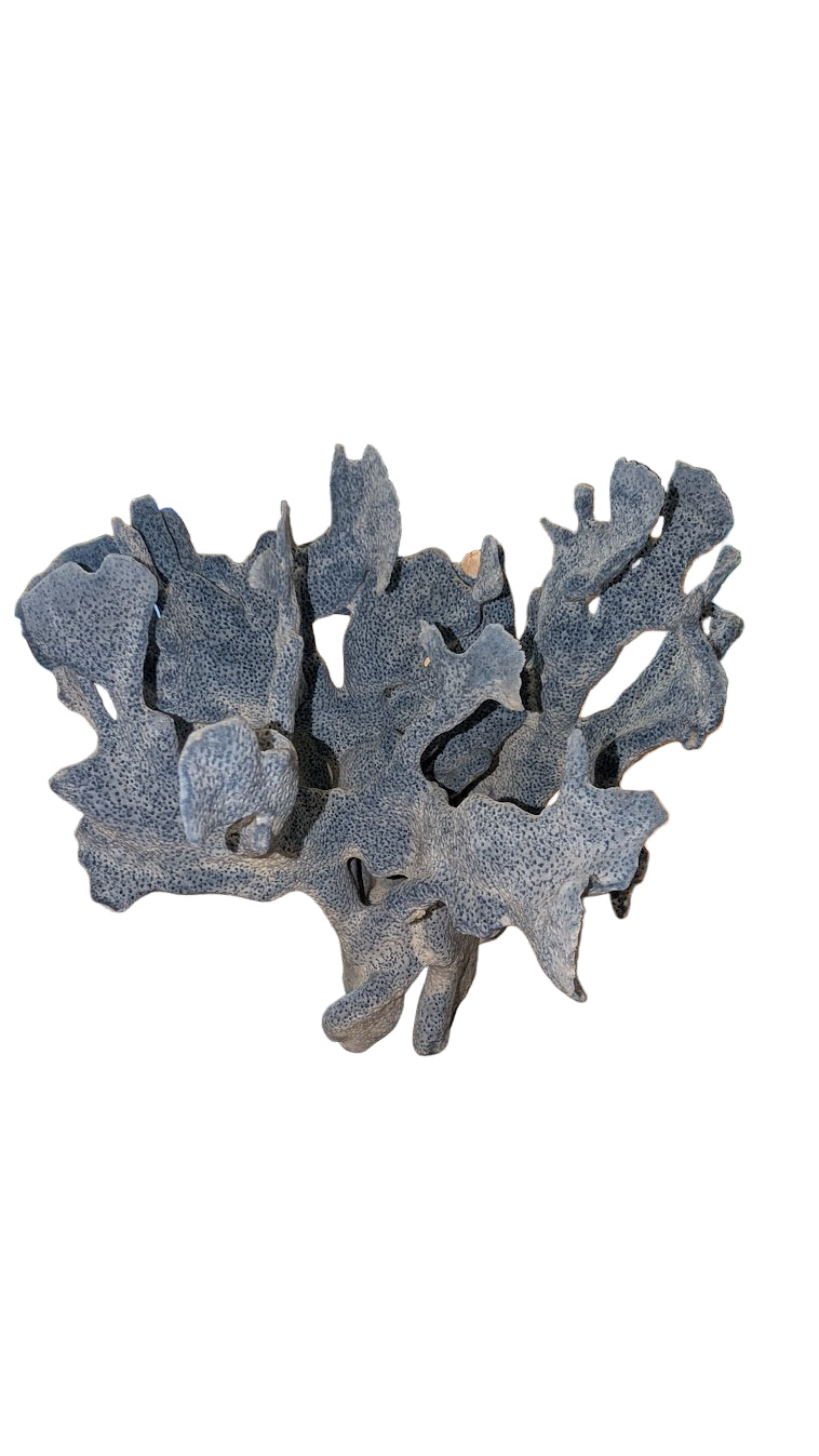 Blue Coral