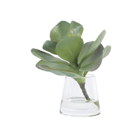 Kalanchoe in Water